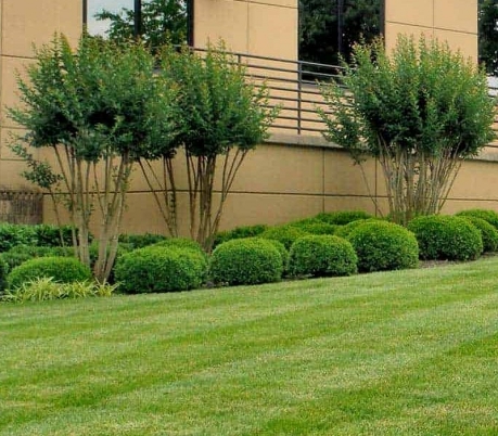 Usizo Commercial Landscape Maintenance